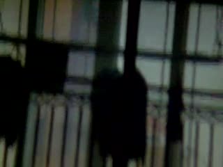 sdc10682
